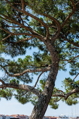 Fototapeta premium Italy, Venice, LOW ANGLE VIEW OF TREE AGAINST SKY