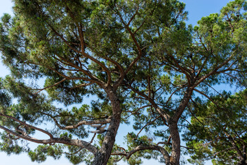 Italy, Venice, LOW ANGLE VIEW OF TREES AGAINST SKY