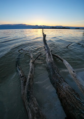 Fototapeta na wymiar Dead wood in the sea at sunset. A snag on the sand of the beach