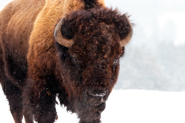 Bison in a Blizzard
