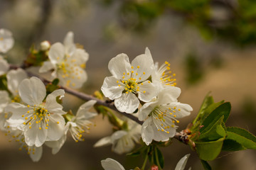 Naklejka na ściany i meble Cherry blossoms. White flowers of fruit tree.
