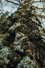 Wide, large tree. Tree look up. All higher and higher and higher