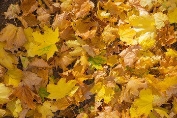 Field of maple leaves. Autumn carpet. Trees threw off foliage.
