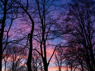 early spring sunset in the woods in purple and pink