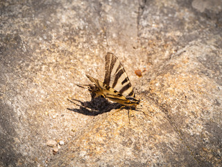 Mariposa en Galicia, verano de 2018