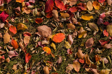Field of leaves. Autumn carpet. Trees threw off foliage. Rhus cotinus, the European smoketree. Cotinus coggygria. Smoke bush, Venice sumach.