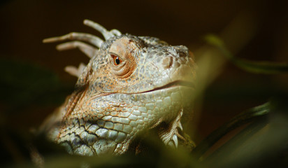 Head of a Lizard in a vivarium looking at the viewer