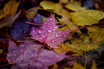 Dewy maple leaf on a carpet of dead leaves in Cheneville