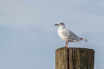 Black-headed Gull (Chroicocephalus ridibundus) perched on a post