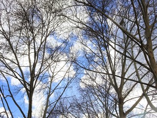 kahle Bäume vor blauem Himmel mit Wolken im Schatten