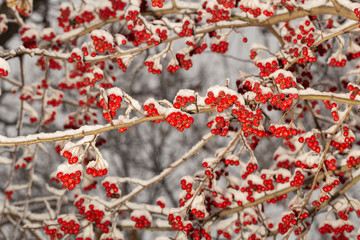 Crataegus, commonly called hawthorn, quickthorn, thornapple, May-tree,  whitethorn, or hawberry. The berries are matured and become food for birds in winter. Winter landscape with snow. Frozen forest.