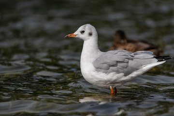Black-headed Gull (Chroicocephalus ridibundus) standing in the water