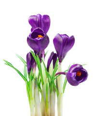 beautiful crocus on white background - fresh spring flowers. (selective focus)