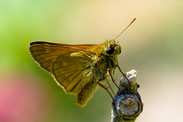 Papillon posé