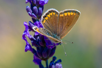 Papillon sur un brin de lavande