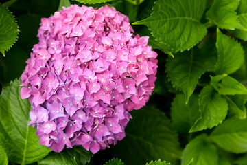 Pink Hydrangea