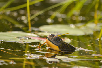 Blanding's turtle (Emydoidea blandingii) emerging from the water