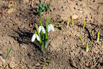 White snowdrop flowers (Galanthus nivalis) on early spring