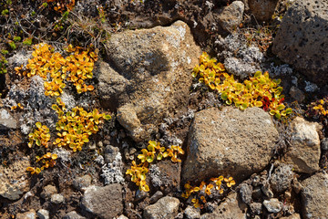 Krautweide (Salix herbacea) im Herbst, Island