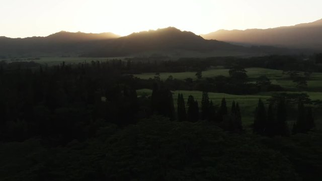 Hawaiian forest at dusk, aerial view
