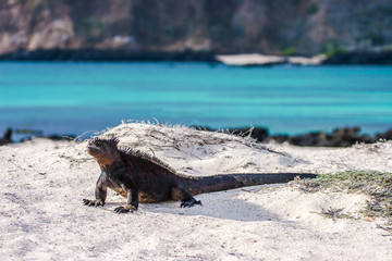 Galapagos Islands. Marine iguana. Galapagos marine iguanas. Lizard basks in the sun. Animals of the Galapagos Islands. Ecuador. Travel to Ecuador.