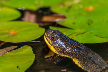 Blanding's turtle (Emydoidea blandingii) among the lilypads