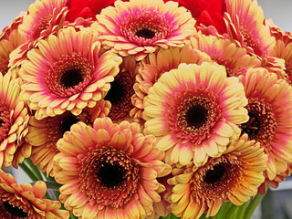 Orange gerbera daisy bouquet closeup