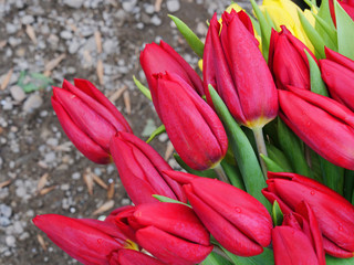 Red tulip flower bouquet closeup