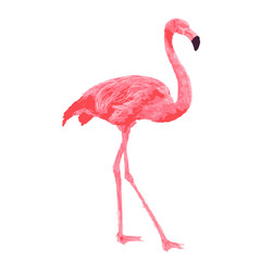 Obraz premium Pink flamingo watercolor vector