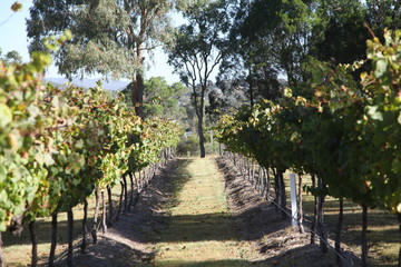 grape vines