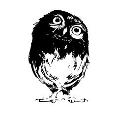 Owl vector