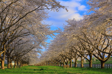 春の桜並木