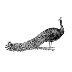 peacock vector