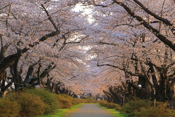 春の桜並木