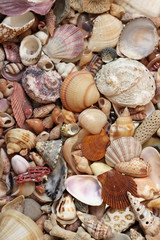 Close up of Seashells
