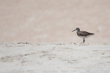 Sandpiper isolated on brightly lit sand dunes, walking