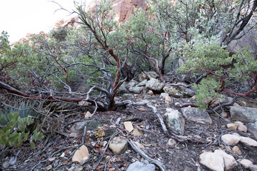 Red Rock Canyon, Nevada, USA. 