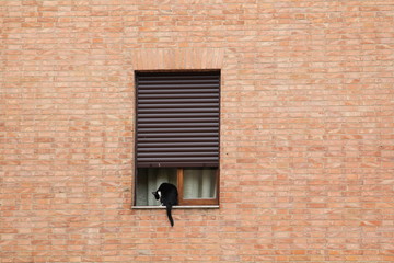 katze