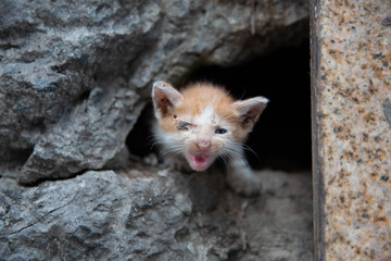 cat in a hole