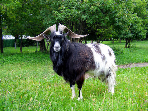 Big european moufflon in the nature habitat