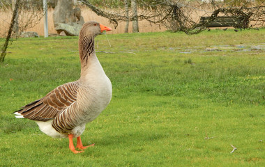 Goose on the grass 