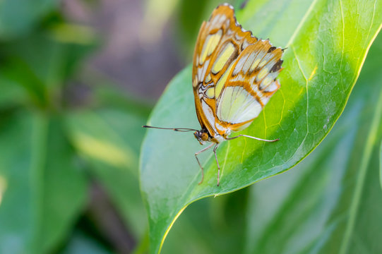 Nature close up of a butterfly malachite on a leaf