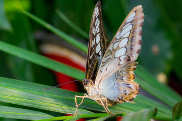 Nature close up of a butterfly landing on a plant