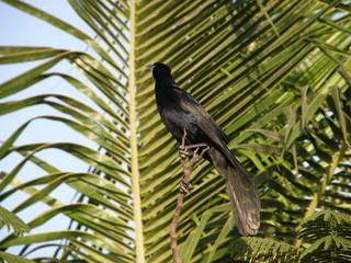 Bird on a tree at the Jungle