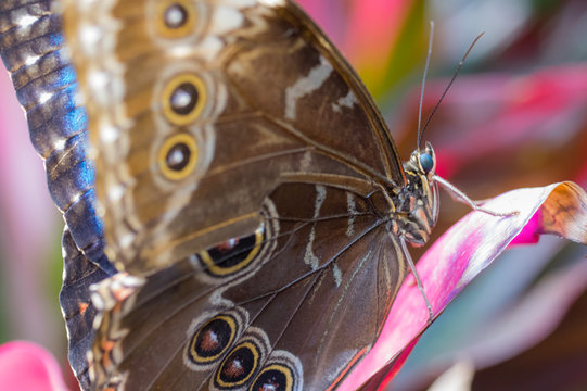 Nature close up of a butterfly blue morpho landing on a flower
