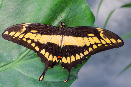 Nature close up of a butterfly giant swallowtail (papilio cresphontes) on a plant