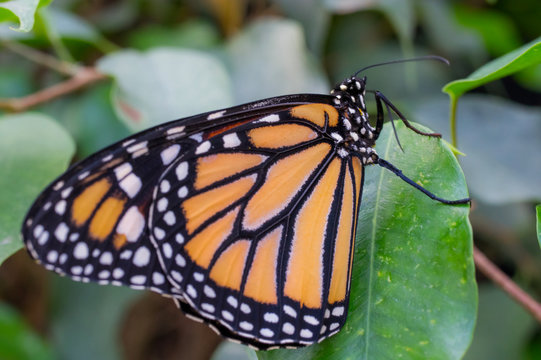 Nature close up of a butterfly monarch on a leaf