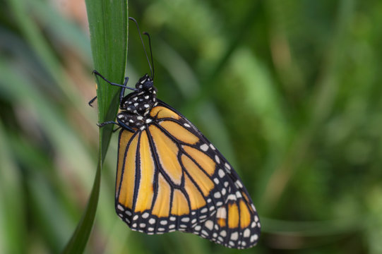 Nature close up of a butterfly monarch on a leaf