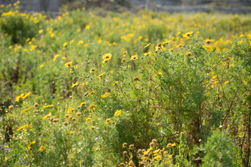 View of a beautiful field of daisies during a sunny spring day in Sicily, Italy