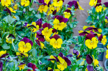 Fototapeta na wymiar seedlings in pots with flowers of violet garden
